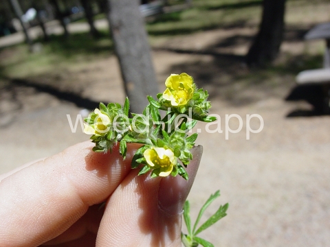 cinquefoil, silvery